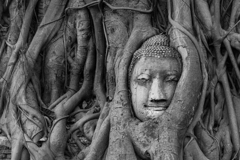 Buddha statue head ingrown in strangler fig roots (Ficus religiosa)