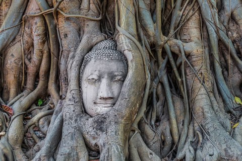 Buddha statue head ingrown in strangler fig roots (Ficus religiosa)