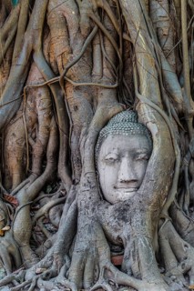 Buddha statue head ingrown in strangler fig roots (Ficus religiosa)