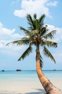 Palm tree