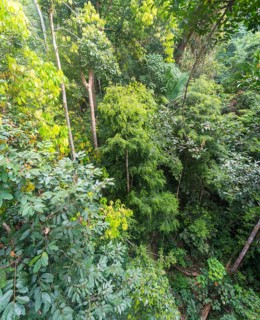 Treetops