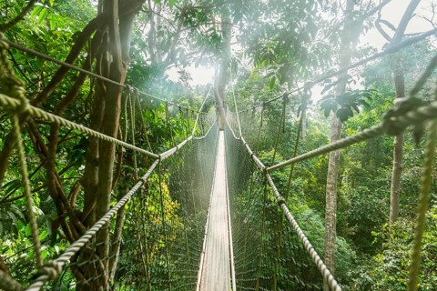Suspension bridge in jungle