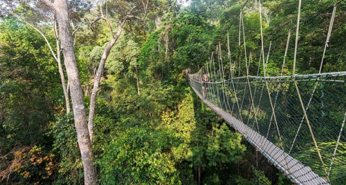 Suspension bridge in jungle