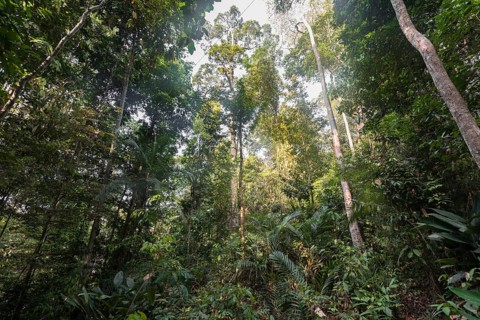 Jungle