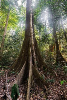 Jungle
