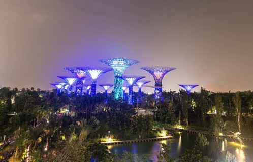 Illuminated SuperTrees at night
