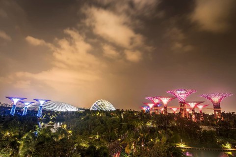 Illuminated SuperTrees at night