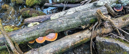 Fallen trees