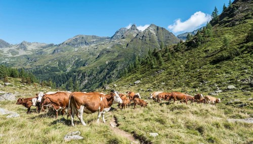 Herd of cows grazing in a meadow in the Alps