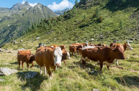 Herd of cows grazing in a meadow in the Alps