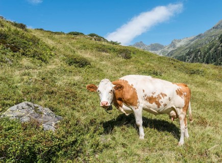 Curious cow in a meadow