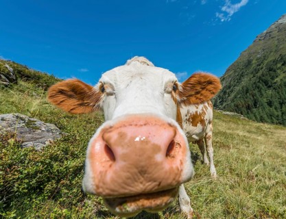Curious cow in a meadow