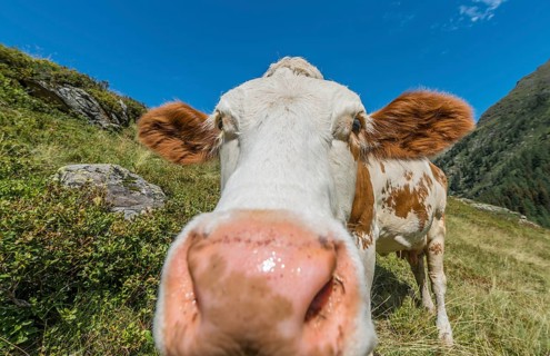 Curious cow in a meadow