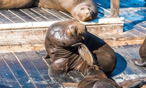 California Sea Lions (Zalophus californianus) at Pier 39