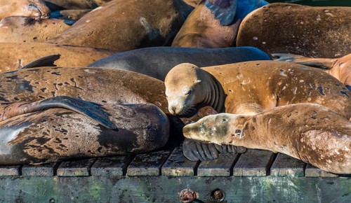 California Sea Lions (Zalophus californianus) at Pier 39