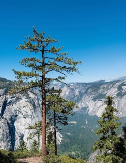 View into Yosemite Valley