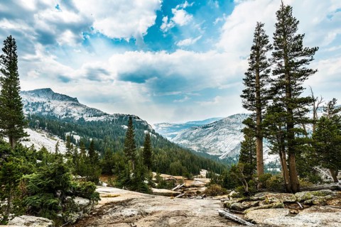 Pine forest