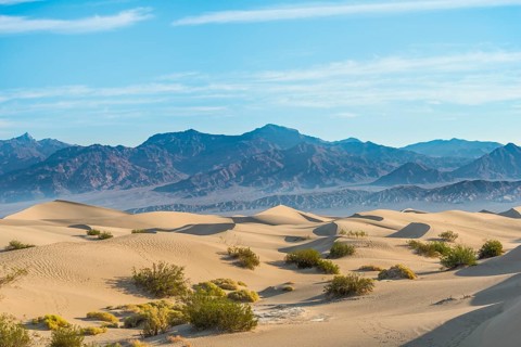 Creosote Bushes (Larrea tridentata) in the Mesquite Flat Sand Dunes