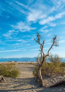 Creosote Bushes (larrea tridentata) in the Mesquite Flat Sand Dunes