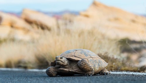 Desert tortoise (Gopherus agassizii) crossing the road