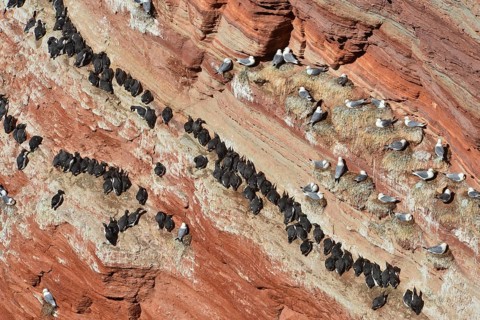 Common murres