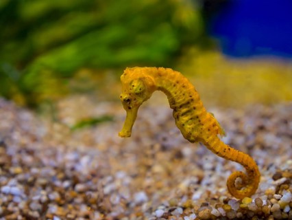 Yellow spiny seahorse or thorny seahorse (Hippocampus histrix)