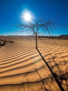 Dried out tree in the sand