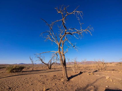 Dried out camel thorn tree (Acacia erioloba) in Kulala Wilderness Reserve on the edge of the Namib Desert