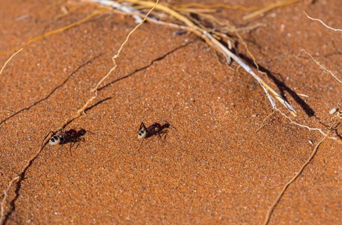 Namib dunes ant (Camponotus detritus) in the sand dunes