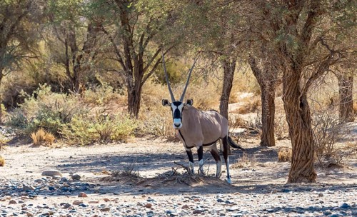 Gemsbok (Oryx gazella)