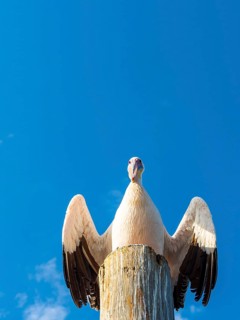 Great white pelican (Pelecanus onocrotalus) sitting on a wooden post