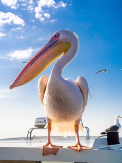 Great white pelican (Pelecanus onocrotalus)