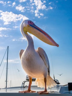 Great white pelican (Pelecanus onocrotalus)