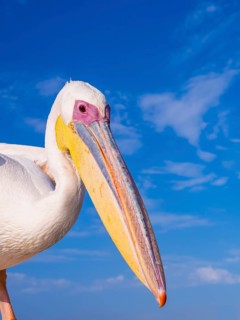 Great white pelican (Pelecanus onocrotalus)