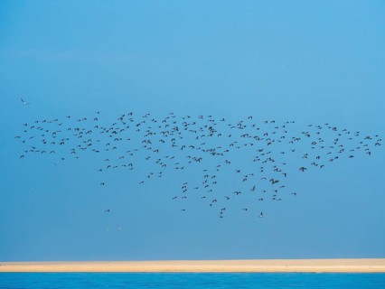 Flock Of Birds flying over sandbank