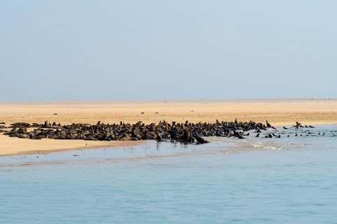 Brown fur seals (Arctocephalus pusillus) on a sandbank