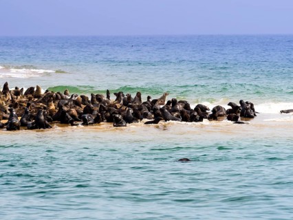 Brown fur seals (Arctocephalus pusillus)