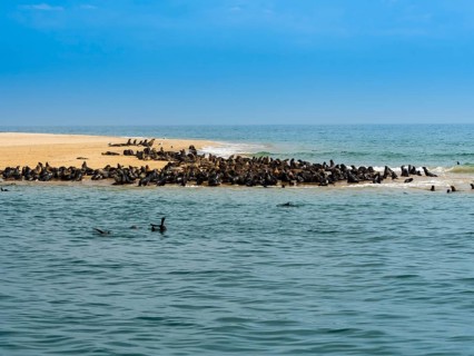 Brown fur seals (Arctocephalus pusillus)