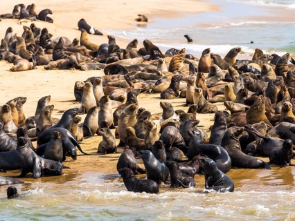 Brown fur seals (Arctocephalus pusillus)