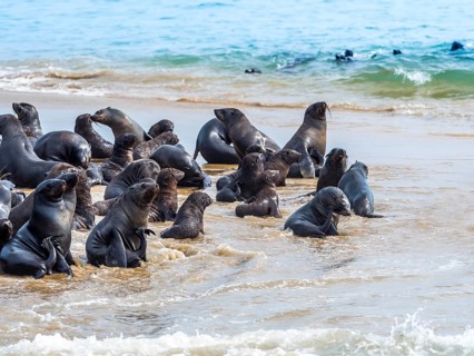 Brown fur seals (Arctocephalus pusillus)