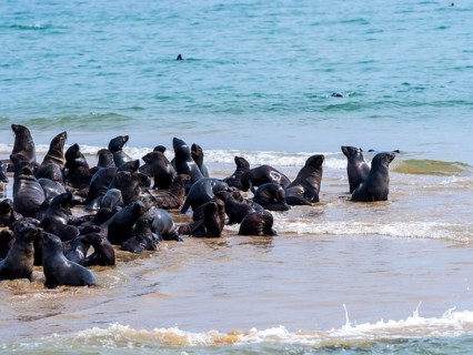 Brown fur seals (Arctocephalus pusillus)