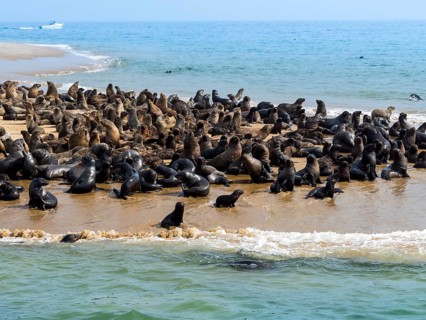 Brown fur seals (Arctocephalus pusillus)