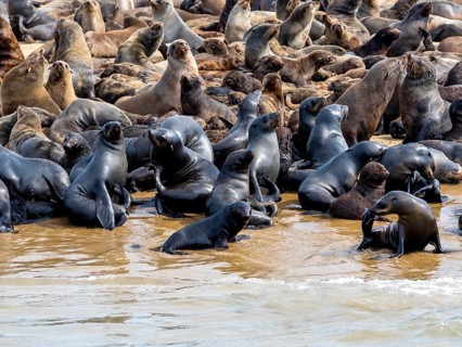 Brown fur seals (Arctocephalus pusillus)