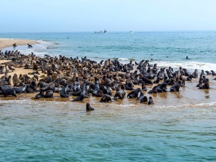Brown fur seals (Arctocephalus pusillus)