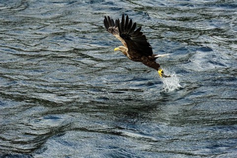 Eagle (Haliaeetus albicilla) takes prey fish out of water
