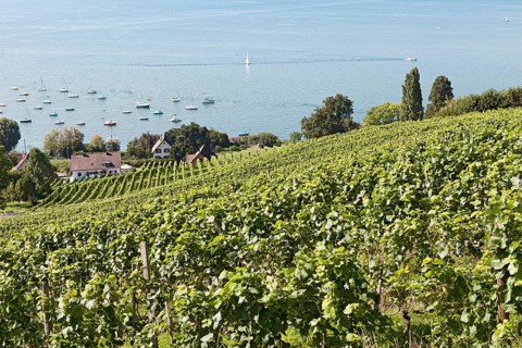 Vineyard