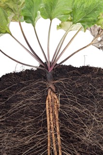 Greater burdock (Lappa)