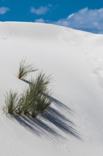 Desert grass plants on white sand dune