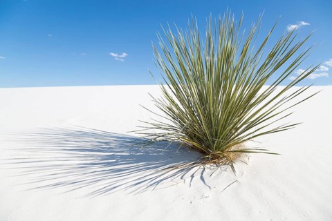 Soaptree (Yucca elata) on white sand dune