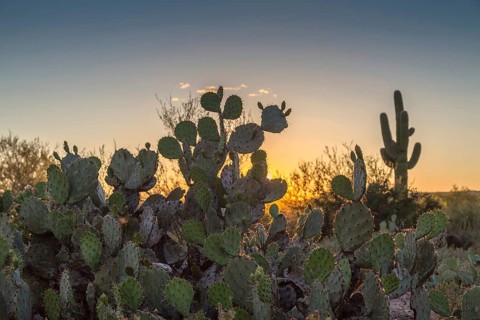 Engelmann's prickly pear cactus (Opuntia engelmannii)